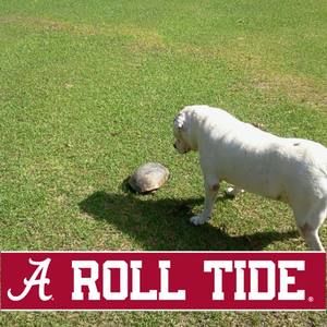 Meet your Posher, Faye